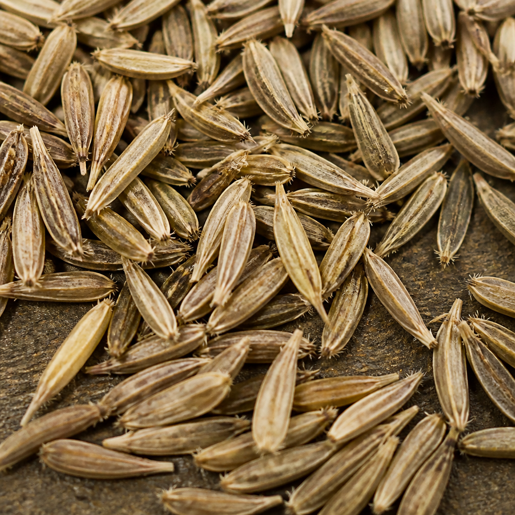 Napier Grass Seed